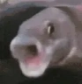 FishPog emote