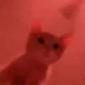 catRave emote