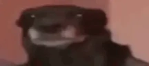 Hilarious emote