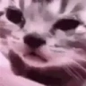 catCRY emote