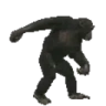 monkeyPls emote