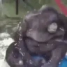 monkeyFaint emote