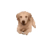 doggoArrive
