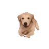 doggoArrive emote