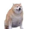 chonk emote
