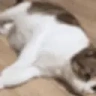 OMGCATISALIVEPEEPOHAPPY emote