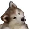 CuteDog emote