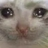 sadCat emote