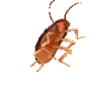 ROACH emote