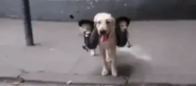 Carried emote