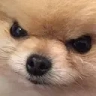 angryDog emote