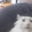 Pog