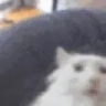 pog emote