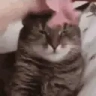 catTrip emote
