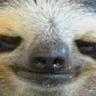 slothW emote