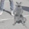YOOOCATBEHITTINTHESILENTO emote