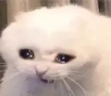 CryCat emote