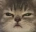 Emote