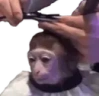 cortesito emote