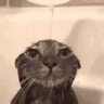 Shower emote