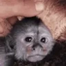 petTheMonke emote