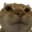 NoNo