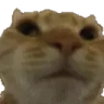 NoNo emote