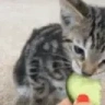CucumbeR emote