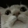 catCheck emote