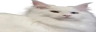 widepeepoPussy