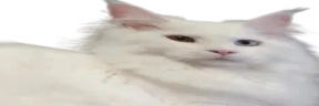 widepeepoPussy emote