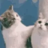 catKissaHomie emote