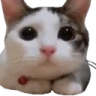 NOIDONTTHINKSO emote