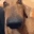 DogLookingSussyAndCute