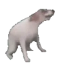 dogDance emote