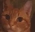 catWink