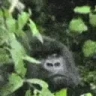 monkE emote