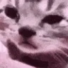 FeelsSadCat emote