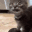 CatAttack