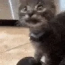 CatAttack emote