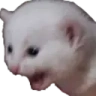 catScream emote