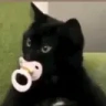babycat emote