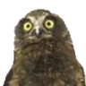 owlJam emote