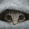 Lurk emote
