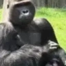 monkeyClap emote