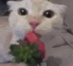 Strawberry emote