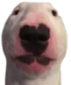 DogO emote