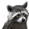 raccJAM emote