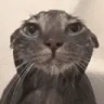 WetCat emote