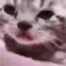 catCrying emote
